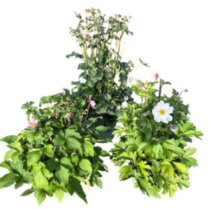 Anemone in Types
(1 Plants/Order)(19cmP 35cmH)