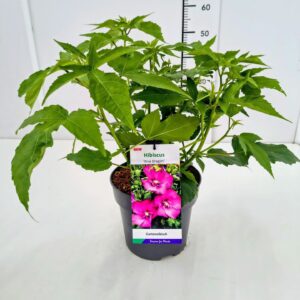 Hibiscus Hibiscus mosch. 'Pink Dragon' 40-50C5
(1 Plants/Order)(23cmP 60cmH)