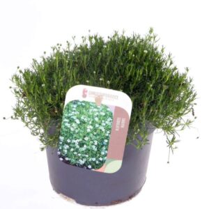 Sagina subulata
(8 Plants/Order)(13cmP 20cmH)