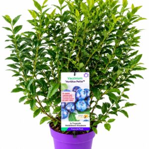 Vaccinium corymbosum Vaccinium cor. 'Hortblue Petite' 40-60C5
(1 Plants/Order)(23cmP 60cmH)