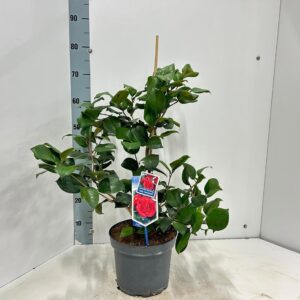 Camellia japonica Lady Campbell
(1 Plants/Order)(23cmP 70cmH)