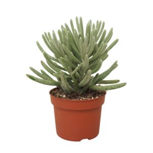Senecio scaposus 10,5 cm
(10 Plants/Order)(10.5cmP 16cmH)