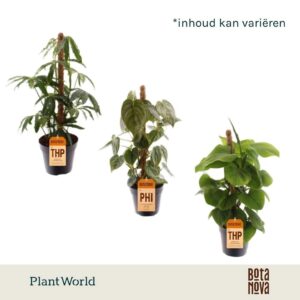 Indoor plants Botanic Mosstok mix
(10 Plants/Order)(12cmP 40cmH)
