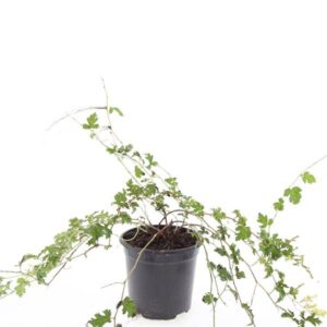 Stephanandra Crispa incisa
(8 Plants/Order)(14cmP 10cmH)