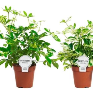 Schefflera Schefflera mix busch
(8 Plants/Order)(13cmP 35cmH)
