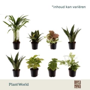 Indoor plants Keen on Green Texas mix 7 cm
(16 Plants/Order)(7cmP 15cmH)