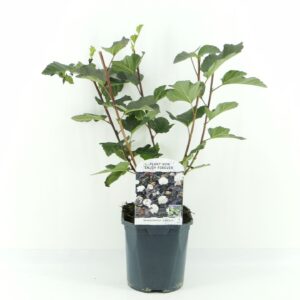 Physocarpus Diabolo op.
(6 Plants/Order)(17cmP 35cmH)