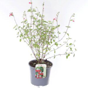 Salvia microphylla Salvia microphylla Hotlips
(6 Plants/Order)(17cmP 60cmH)