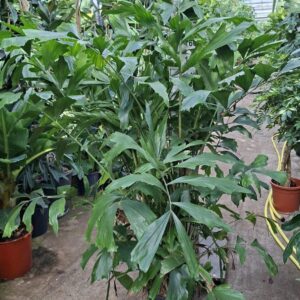 Caryota mitis bush 220
(1 Plants/Order)(30cmP 200cmH)