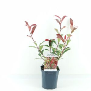 Photinia fraseri Carre Rouge
(6 Plants/Order)(17cmP 40cmH)