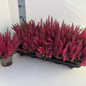 Calluna Beauty Ladies Sela Calluna "Beauty Ladies"_ROT_T10,5
(10 Plants/Order)(10.5cmP 25cmH)