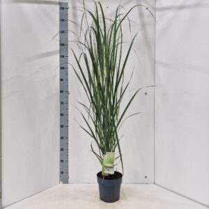 Panicum virgatum Northwind'
(1 Plants/Order)(19cmP 140cmH)