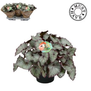 Begonia (Rex Grp) Hawaiian Silver Bladbegonia Must Have
(3 Plants/Order)(17cmP 35cmH)