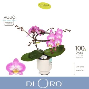 Phalaenopsis other pink (enkele ta Dioro Allure 2 spike in Emilia White Aquo
(3 Plants/Order)(12cmP 50cmH)