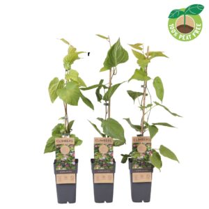 Actinidia kolomikta Actinidia kolomikta (10 Plants/Order)(15cmP 70cmH)