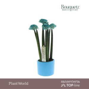 Sansevieria Cylindrica TOP-line Bouquetz Aqua in Dots Ceramics
(6 Plants/Order)(8.5cmP 35cmH)
