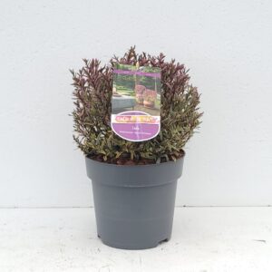 Hebe Magicolors 'Magic Summer' 'Colours in Shape'
(1 Plants/Order)(23cmP 40cmH)