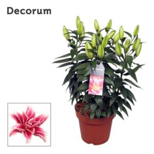 Lilium Roselily Kyra
(5 Plants/Order)(19cmP 50cmH)