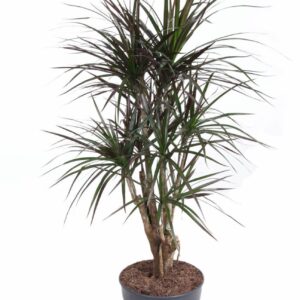 Dracaena Magenta busch P27
(1 Plants/Order)(27cmP 110cmH)