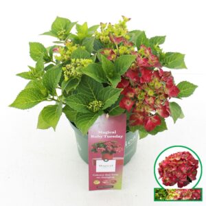 Hydrangea macrophylla other Magical® 'Ruby Tuesday'® C3.5 (20cm.) Kn.
(1 Plants/Order)(20cmP 35cmH)