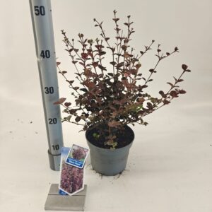 schrub Lophomyrtus ralphii Black Pearl'
(1 Plants/Order)(17cmP 40cmH)