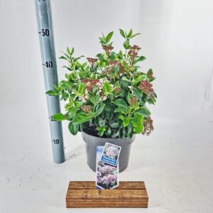 Viburnum tinus Lisarose ('Loren'PBR)
(1 Plants/Order)(23cmP 40cmH)