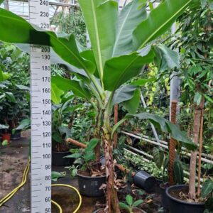 Musa Dwarf Cavendish met vrucht 280
(1 Plants/Order)(60cmP 280cmH)