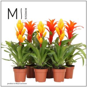Bromelia Orange mix 12cm Mimesis
(10 Plants/Order)(12cmP 45cmH)
