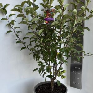 Malus Evereste
(1 Plants/Order)(29cmP 100cmH)