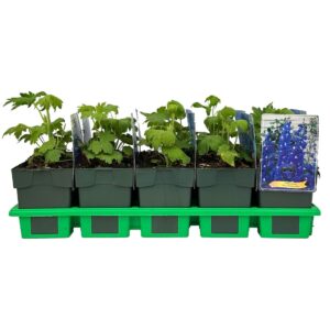Delphinium Blue/White Bee P11
(10 Plants/Order)(11cmP 25cmH)