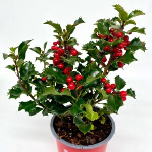 Ilex meserveae Blue Angel met Red bes
(10 Plants/Order)(12cmP 15cmH)