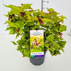 Leycesteria formosa Leycesteria for. 'Golden Lanterns' 50-60C5
(1 Plants/Order)(23cmP 70cmH)