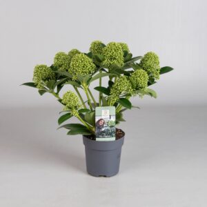 Skimmia White Globe 46272
(12 Plants/Order)(10.5cmP 20cmH)