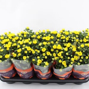Chrysanthemum Cozy
(10 Plants/Order)(12cmP 26cmH)