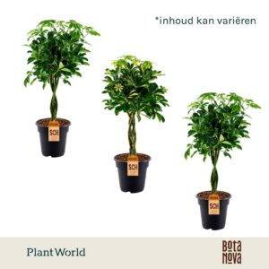 Schefflera gevlochten stam mix
(3 Plants/Order)(21cmP 70cmH)