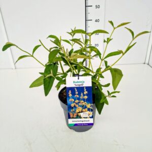 Buddleja Sungold Buddleja weyeriana 'Sungold' C3
(1 Plants/Order)(19cmP 40cmH)