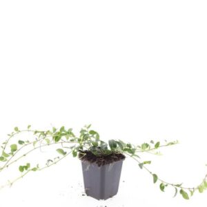 Vinca minor
(12 Plants/Order)(9cmP 15cmH)
