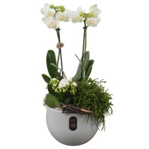 Indoor plants PTIB5156 Arrangement Indoor in Ceramics Pot
(3 Plants/Order)(19cmP 48cmH)