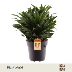 Dracaena Compacta Dracaena Fragrans Compacta
(5 Plants/Order)(19cmP 45cmH)