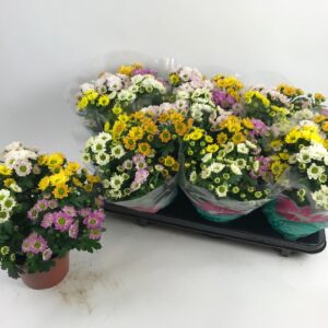 Chrysanthemum Rossi
(8 Plants/Order)(14cmP 27cmH)