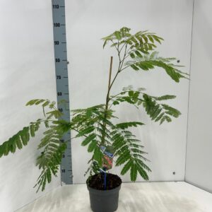 Albizia julibrissin Ombrella® ('Boubri'PBR)
(1 Plants/Order)(19cmP 80cmH)