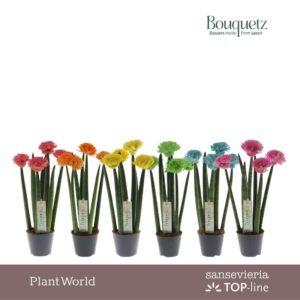 Sansevieria Cylindrica Sansevieria TOP-line Bouquetz mix P8,5
(6 Plants/Order)(8.5cmP 35cmH)