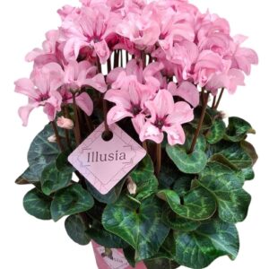 Cyclamen Illusia Cyclamen-IllusiaP12
(8 Plants/Order)(12cmP 25cmH)