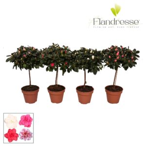 Rhododendron mix Azalea Flandresse® stam 20 22 cm
(8 Plants/Order)(13cmP 45cmH)