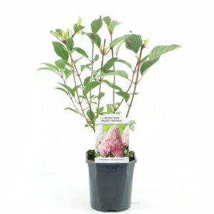 Hydrangea paniculata Vanille-Frais
(6 Plants/Order)(17cmP 35cmH)