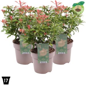 Pieris japonica Bonfire
(1 Plants/Order)(17cmP 30cmH)