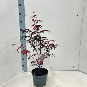 Acer palmatum Red Emperor
(1 Plants/Order)(19cmP 80cmH)