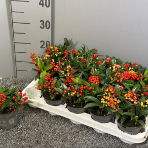 Skimmia Japonica Red Berry Bee' P10
(15 Plants/Order)(10.5cmP 15cmH)