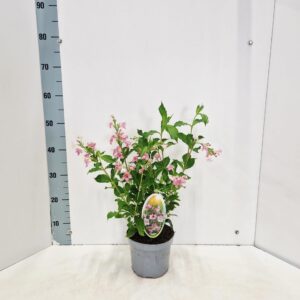 Weigela Rosea
(1 Plants/Order)(17cmP 50cmH)