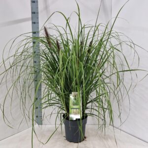 Pennisetum alopecuroides Red Head'
(1 Plants/Order)(23cmP 100cmH)